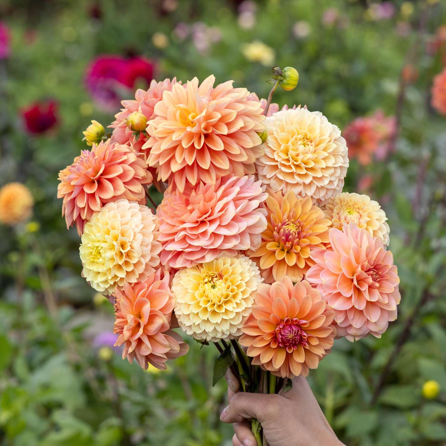 Dahliamix 'Mango Crush'